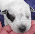 Blue Male (Cutter x Jabberwocky). Reserved by Aaron Rough.