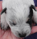 Blue Male (Cutter x Jabberwocky). Reserved by Barry Rahn.
