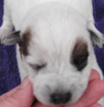 Red Female (Cutter x Jabberwocky). Reserved by Bob & Kasey Stevens.