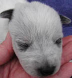 Blue Female (Cutter x Jabberwocky). Reserved by Michael Kennedy.