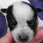 Blue Female (Cutter x Jabberwocky). Reserved by Rebecca Giammona.