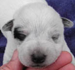 Blue Female (Cutter x Jabberwocky). Reserved by Lance Fauria.