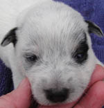 Blue Female (Cutter x Jabberwocky). Reserved by Melissa Betz.