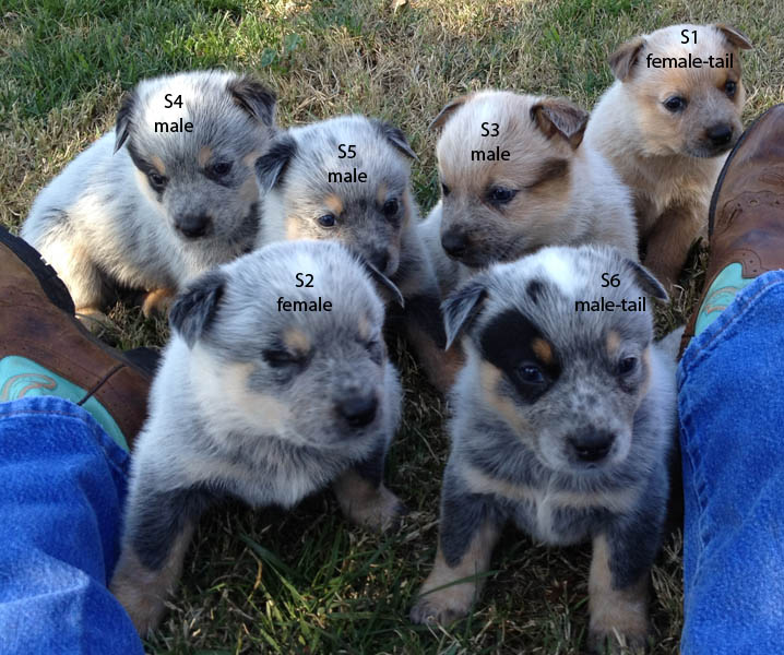 queensland heeler puppies for sale heelers for sale in colorado myideasbedroom queensland heeler puppies for sale heelers for sale in colorado myideasbedroom