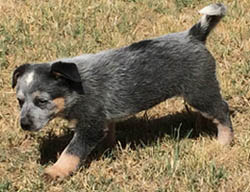 Blue Queensland Heeler female with tail
