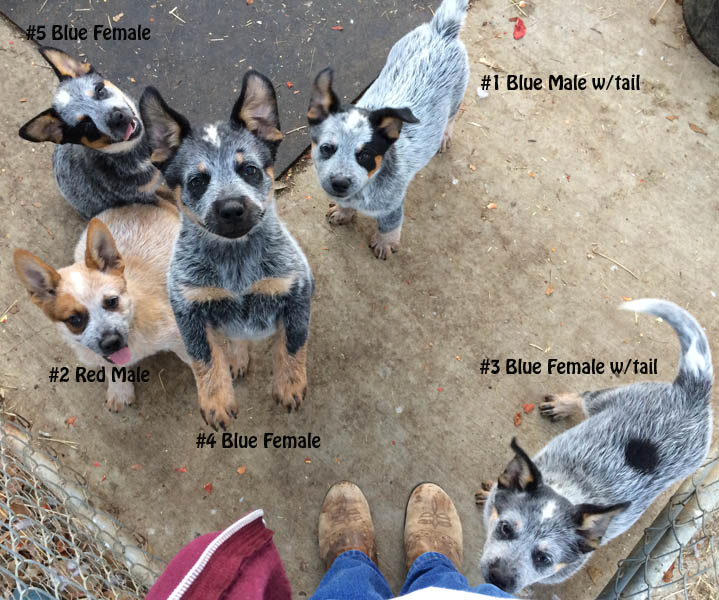 puppies for sale chico ca queensland heeler puppies for sale in california breeds picture puppies for sale chico ca queensland heeler puppies for sale in california breeds picture