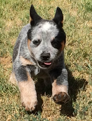Queensland+Heeler+Breeders+In+California Queensland Heeler Breeders ... Queensland+Heeler+Breeders+In+California Queensland Heeler Breeders ...