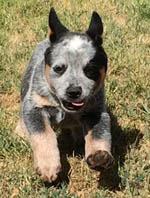 Blue Queensland Heeler Male with tail