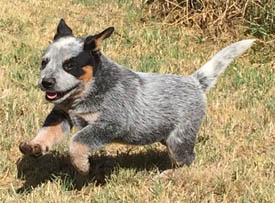 Blue Queensland Heeler male with tail