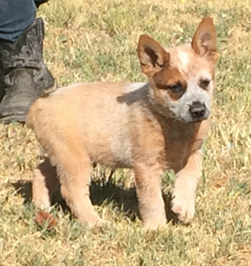 queensland heeler puppies queensland heeler puppies for sale queensland heeler puppies queensland heeler puppies for sale