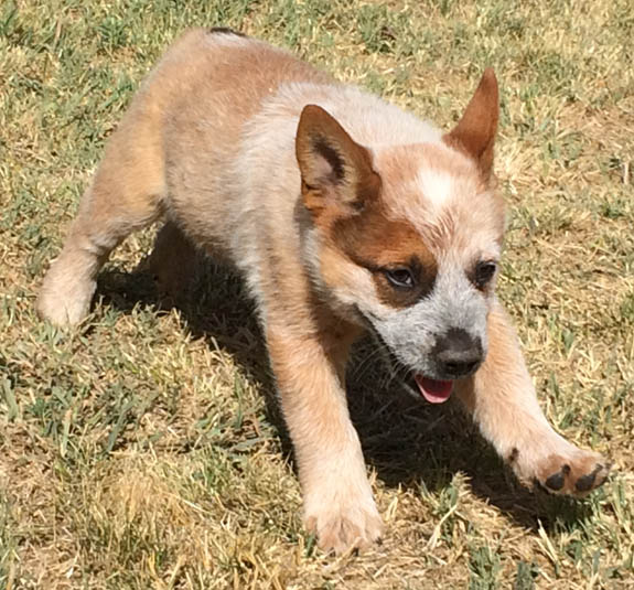 queensland heeler puppies queensland heeler puppies images queensland heeler puppies queensland heeler puppies images