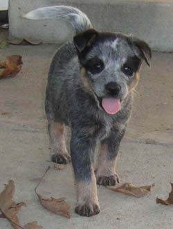 5 1/2 weeks old