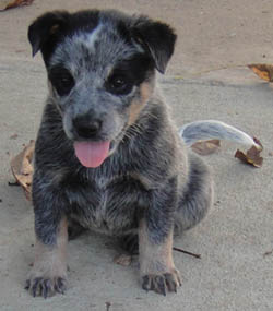 5 1/2 weeks old