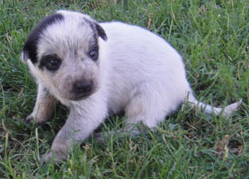 16 days old - tail left long