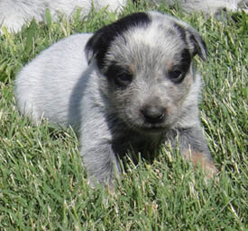 22 days old
