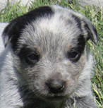 Blue Female (Cutter x Jabberwocky).  Owner = Austin Clary