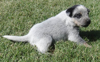 22 days old