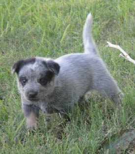 29 days old