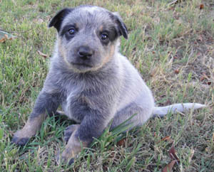 29 days old