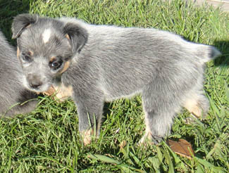 5 1/2 weeks old