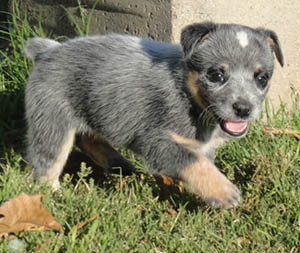 5 1/2 weeks old