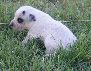 16 days old