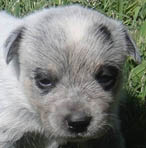 Blue Female (Cutter x Jabberwocky).  Reserved