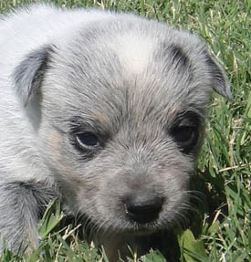 22 days old