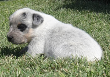 22 days old