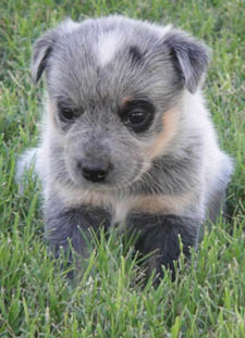 29 days old