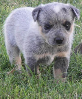 29 days old