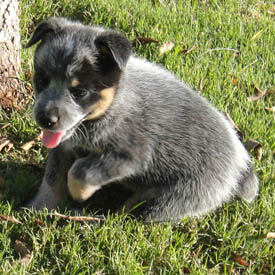5 1/2 weeks old