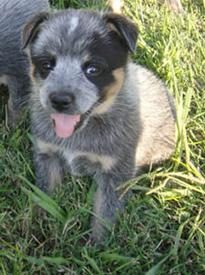 5 1/2 weeks old