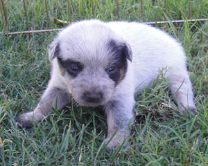 16 days old