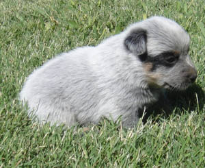 22 days old