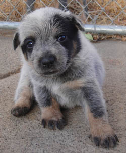 22 days old