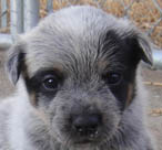 Blue Female (Cutter x Jabberwocky).  Owner = Rob & Stacy Steinmetz