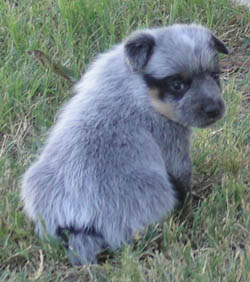 29 days old