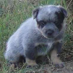 29 days old