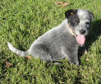 5 1/2 weeks old