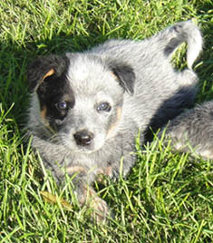 5 1/2 weeks old