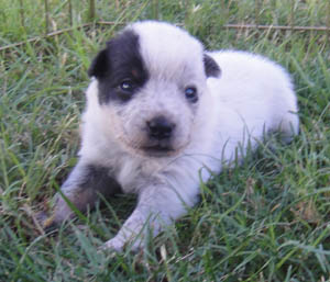 16 days old - tail left long