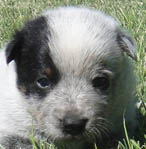 Blue Male (Cutter x Jabberwocky).  Owner = Eddy Brooks