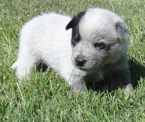 22 days old
