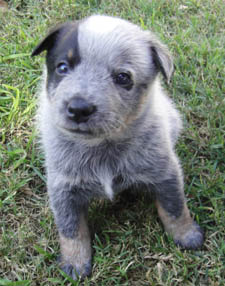 29 days old