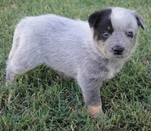 29 days old