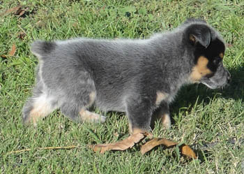 5 1/2 weeks old