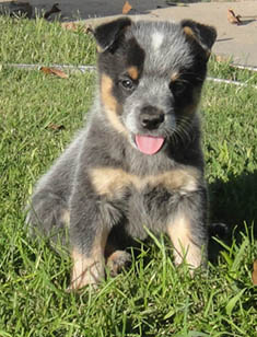 5 1/2 weeks old