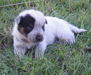 16 days old