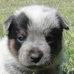 Blue Male (Cutter x Jabberwocky).  Owner = Travis Redd.